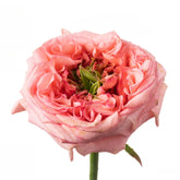 New Design Rose